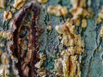 Full frame shot of tree trunk