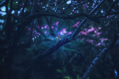 Close-up of wet plant in forest