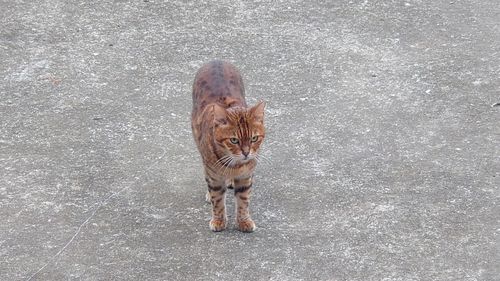 animal
