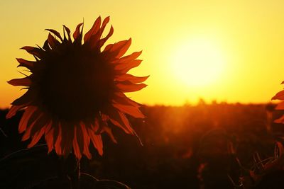 Close-up of sunflower blooming on field against sky