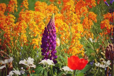 Close-up of purple flowers blooming outdoors