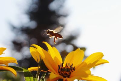 Close-up of bee pollinating on yellow flower