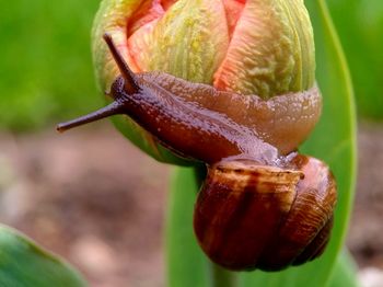 Close-up of snail