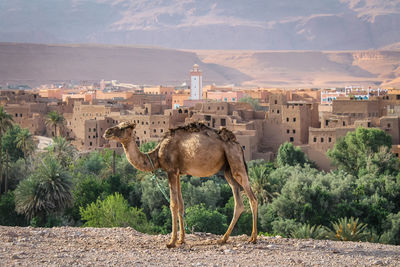 High angle view of horse standing on land