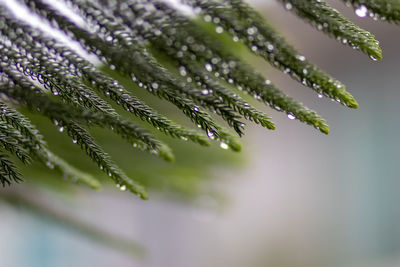 Close-up of raindrops on pine tree