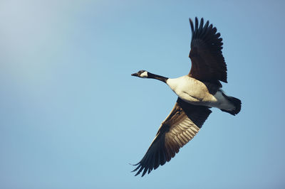 Low angle view of bird flying against clear blue sky