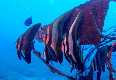 Fish swimming in sea