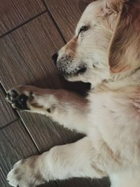 Close-up of dog sleeping