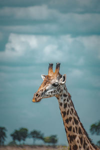 Close-up of giraffe against sky