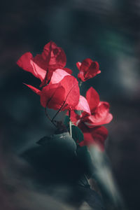 Close-up of red rose