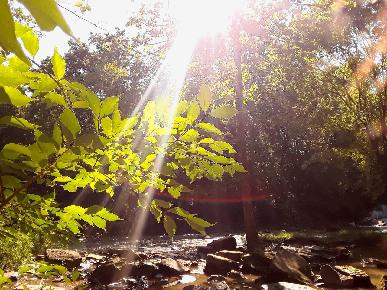 growth, nature, sunbeam, sunlight, lens flare, leaf, sun, tree, bright, beauty in nature, plant, no people, day, outdoors, water, tranquility, freshness, sunshine, fragility