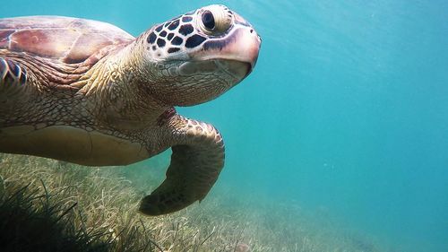 Close-up of jellyfish swimming in sea