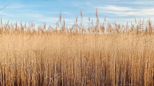 View of stalks in field against cloudy sky