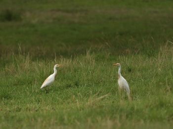 View of ducks on grassy field