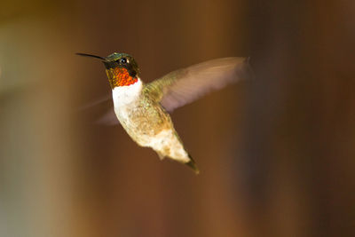 Close-up of bird flying