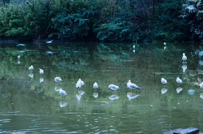 Reflection of trees in water