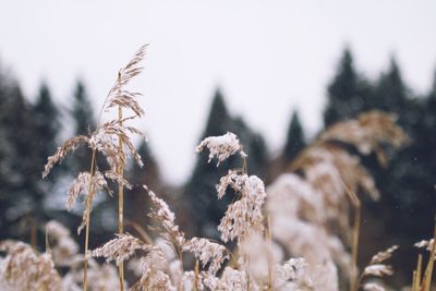 Close-up of plant against sky during winter