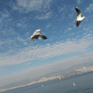 Birds flying against sky