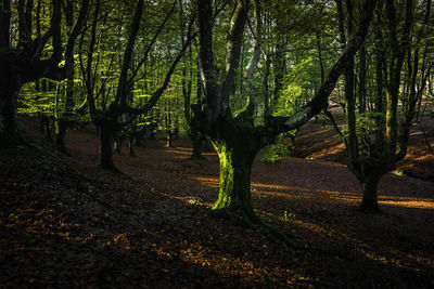 Trees in forest