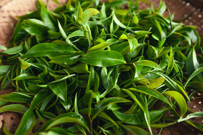 High angle view of leaves in potted plant