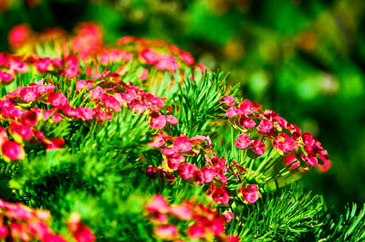 Close-up of pink flowers on field
