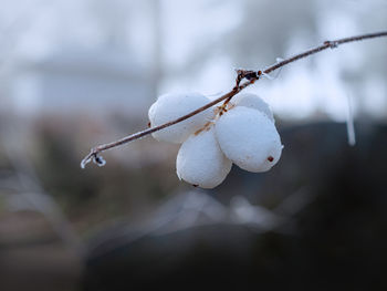 Close-up of snow on plant