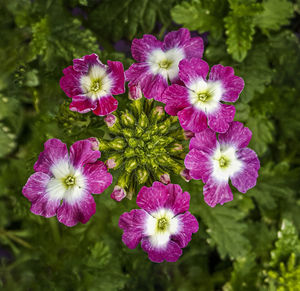 High angle view of pink flowering plants