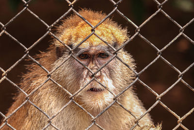 chainlink fence