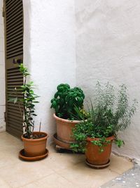 Potted plants against wall and window