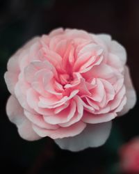 Close-up of pink rose flower against black background