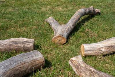 Close-up of wood on field