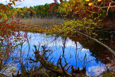 Reflection of trees in lake