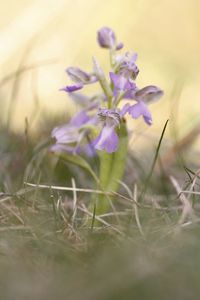 Close-up of purple crocus flowers on field