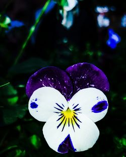 Close-up of purple flower blooming against white background