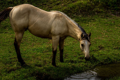 Horse standing on field