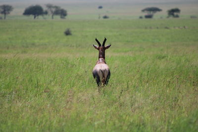 Horse standing on field