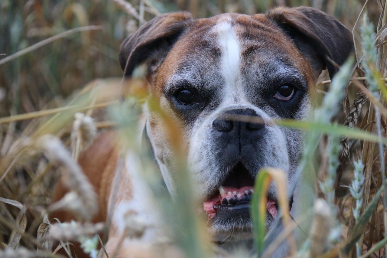 animal themes, one animal, mammal, domestic animals, portrait, pets, looking at camera, dog, animal head, close-up, focus on foreground, front view, animal body part, selective focus, no people, outdoors, day, nature, snout