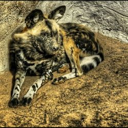 Cat sleeping on couch