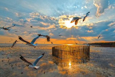 Seagulls flying over sea against sky during sunset