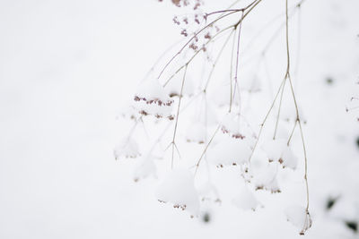 Close-up of frozen plant against sky