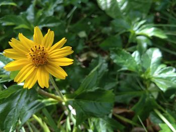 Close-up of yellow flowering plant