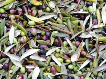 Full frame shot of olives