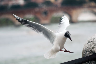 Flying seagull in the old town of florence. bird is alighting to river parapet. italy, florence