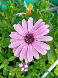 Close-up of pink flower blooming outdoors