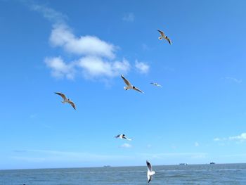 Low angle view of seagulls flying over sea against sky