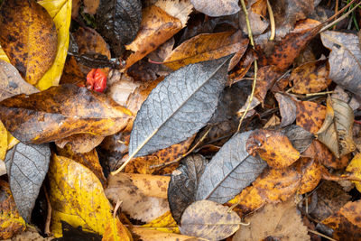 High angle view of maple leaves on street