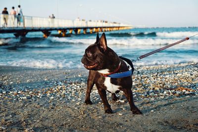 French bulldog dog standing on beach against waves an pier