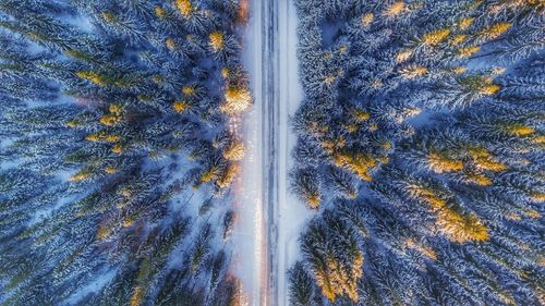 Full frame shot of trees against sky