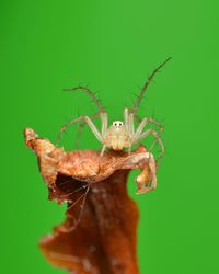 Close-up of spider on leaf