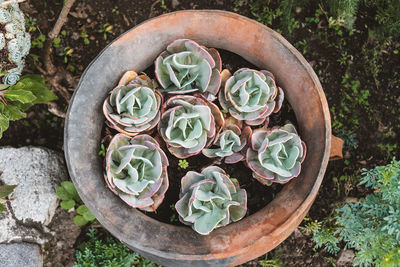 High angle view of succulent plant